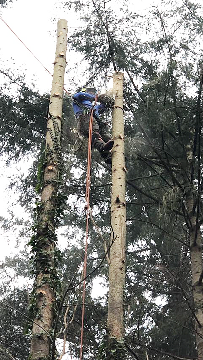 braminboom2